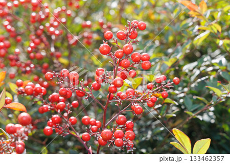 赤いナンテンの実 133462357