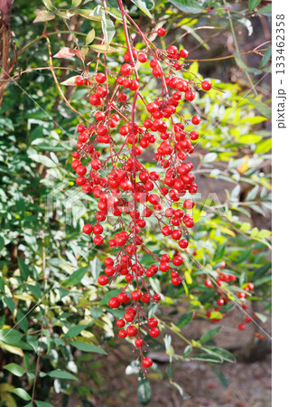赤いナンテンの実 133462358
