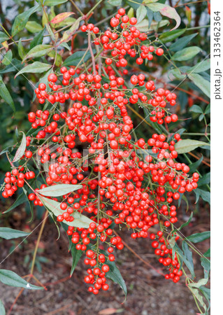 赤いナンテンの実 赤いナンテンの実 133462364