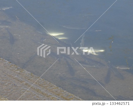 11月のさかな 11月のさかな 133462571