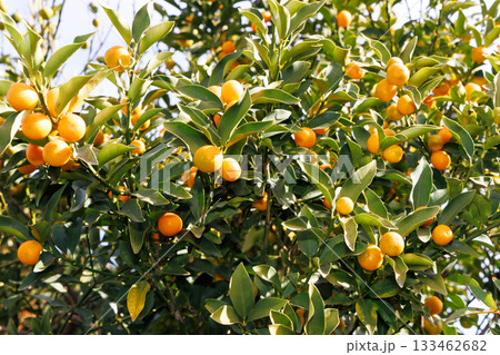 たわわに実ったキンカン 133462682