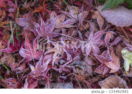 霜の付いたカラフルな落ち葉　蒜山高原 133462981