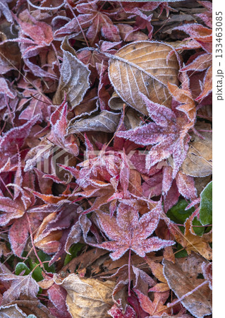 霜の付いたカラフルな落ち葉　蒜山高原 133463085