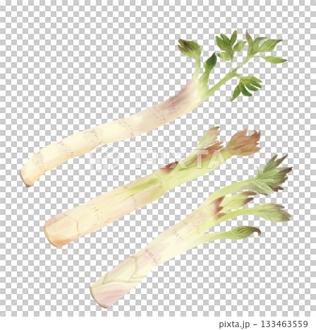 水彩風格早春野生植物 Udo 水彩風格早春野生植物 Udo 133463559