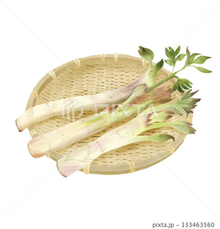 水彩風 早春の山菜 竹ざるの上のうど 水彩風 早春の山菜 竹ざるの上のうど 133463560