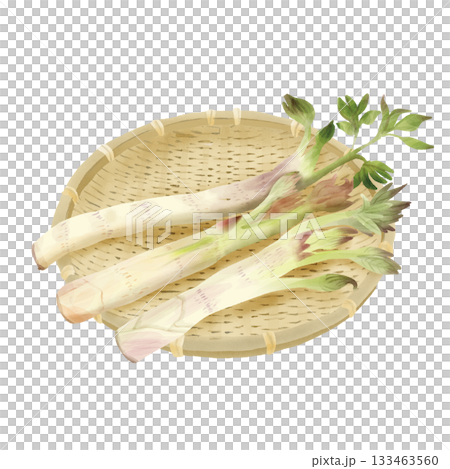 水彩風 早春の山菜 竹ざるの上のうど 水彩風 早春の山菜 竹ざるの上のうど 133463560