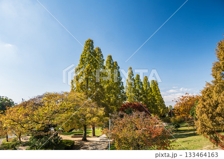 秋の城北公園　大阪市 133464163