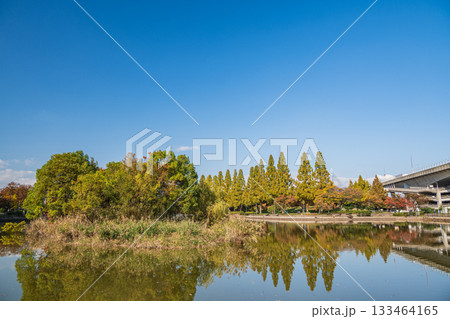 秋の城北公園 大阪市 秋の城北公園 大阪市 133464165