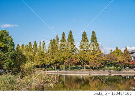 秋の城北公園　大阪市 133464166