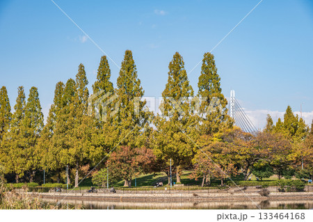 秋の城北公園 大阪市 秋の城北公園 大阪市 133464168