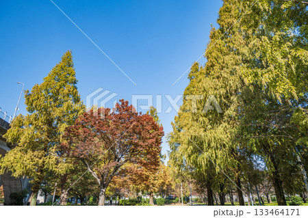 秋の城北公園　大阪市 133464171