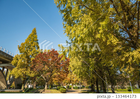 秋の城北公園　大阪市 133464173