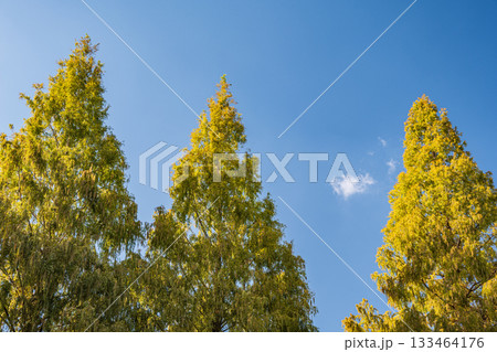 秋の城北公園　大阪市 133464176