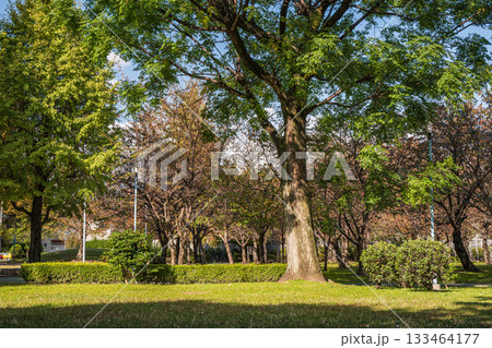 秋の城北公園 大阪市 秋の城北公園 大阪市 133464177