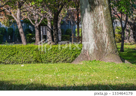 秋の城北公園 大阪市 秋の城北公園 大阪市 133464179