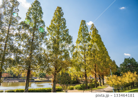 秋の城北公園　大阪市 133464181