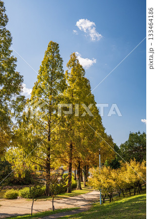 秋の城北公園 大阪市 秋の城北公園 大阪市 133464186