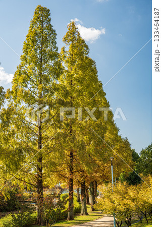 秋の城北公園　大阪市 133464187