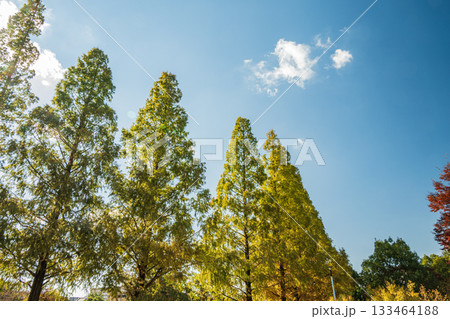 秋の城北公園　大阪市 133464188