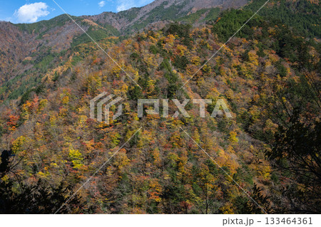 静岡・畑薙の鮮やかな紅葉 133464361