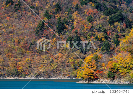 畑薙湖畔を彩る錦秋の山 133464743