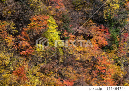 静岡・畑薙の鮮やかな紅葉 静岡・畑薙の鮮やかな紅葉 133464744