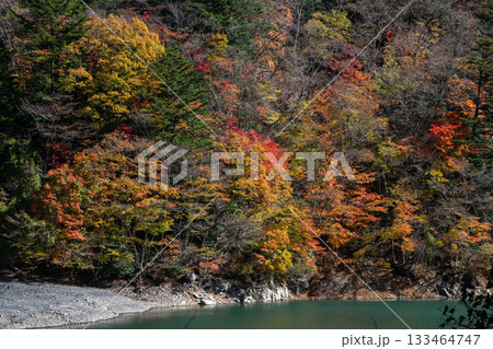 静岡・畑薙の鮮やかな紅葉 静岡・畑薙の鮮やかな紅葉 133464747