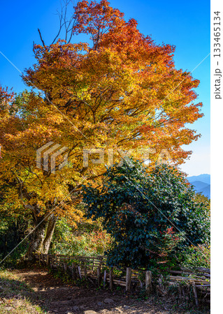 紅葉(奥高尾、小仏城山) 紅葉(奥高尾、小仏城山) 133465134