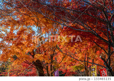 紅葉（奥高尾、小仏城山） 133465135