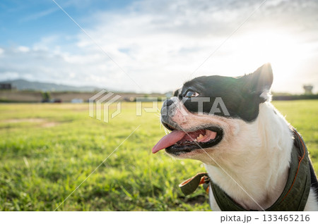 ボストン・テリア 133465216