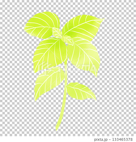 水彩風フレッシュなバジルの葉のイラスト 133465378