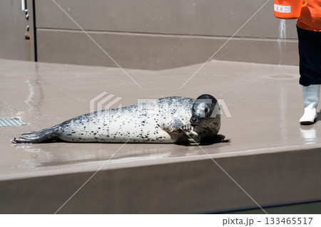 ひれあしの時間 ひれあしの時間 133465517