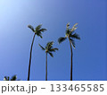 青空に映えるヤシの木 青空に映えるヤシの木 133465585