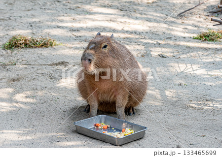 カピバラ カピバラ 133465699