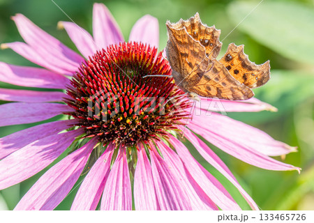 ピンク色のエキナセアの花の蜜を吸うタテハチョウ 133465726