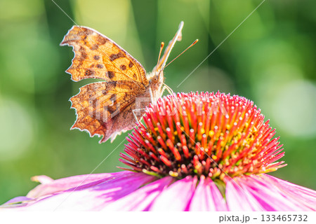 羽を広げて花の蜜を吸うキタテハ 羽を広げて花の蜜を吸うキタテハ 133465732
