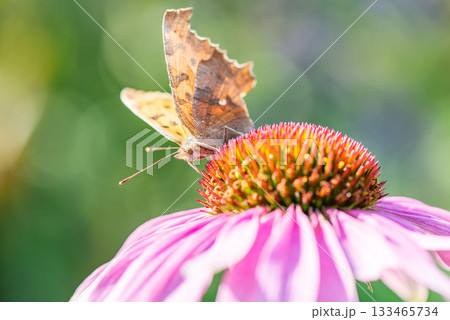 ピンク色のエキナセアの花にとまり蜜を吸うキタテハ ピンク色のエキナセアの花にとまり蜜を吸うキタテハ 133465734
