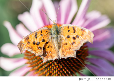 ピンク色のエキナセアの花にとまるタテハチョウ ピンク色のエキナセアの花にとまるタテハチョウ 133465736