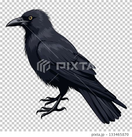 Modern, detailed illustration of watchful black crow. dark corvid bird stands alert against background 133465870