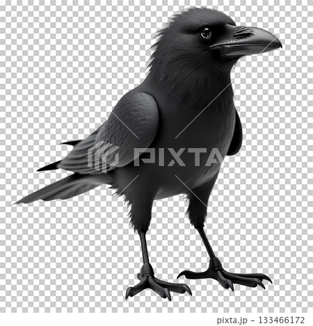 Mysterious black crow, dark bird raven animal looking watchful and intelligent on plain transparency background Mysterious black crow, dark bird raven animal looking watchful and intelligent on plain transparency background 133466172