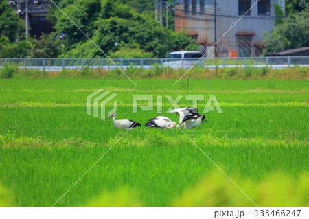 兵庫県 豊岡市 コウノトリと水田の風景 兵庫県 豊岡市 コウノトリと水田の風景 133466247