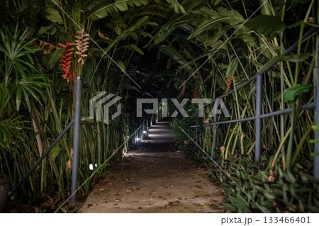 A narrow walkway passes under tall banana leaves forming a dense tunnel. Small ground lights illuminate the dark path through the foliage. 133466401