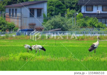 兵庫県 豊岡市 コウノトリと水田の風景 133466510