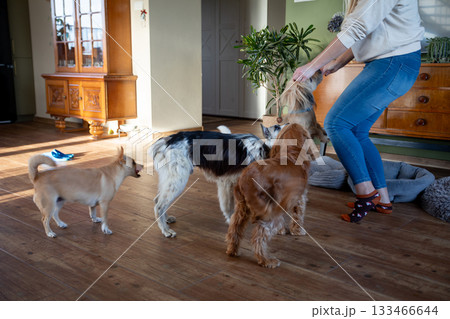 Trainer rewarding focused dogs indoors; owner in jeans offering treat, dogs lining up by cabinet, soft sunlight and scattered toys, positive reinforcement moment 133466644
