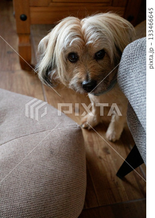 Timid small dog peering, Reserved puppy peeking between pillows in soft light setting, Bashful small dog looks between cushions with cautious curiosity in warm environment 133466645
