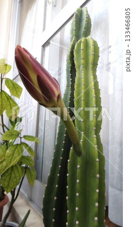 一夜限りの柱サボテンの花 一夜限りの柱サボテンの花 133466805