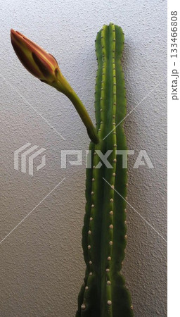 一夜限りの柱サボテンの花 133466808