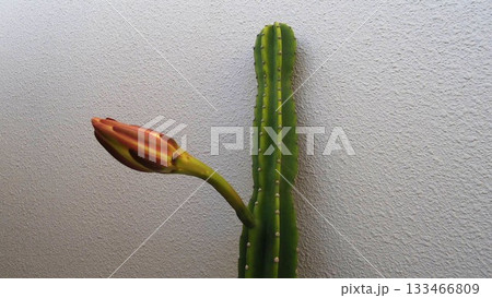 一夜限りの柱サボテンの花 133466809