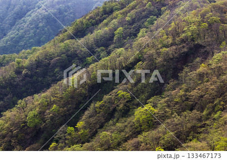 丹沢・塔ノ岳から見る新緑の山肌 丹沢・塔ノ岳から見る新緑の山肌 133467173