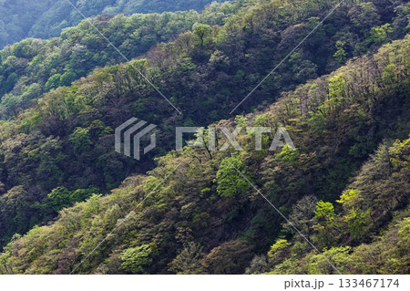 丹沢・塔ノ岳から見る新緑の山肌 133467174